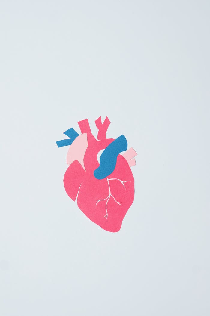 Vibrant anatomical heart paper art on a clean white background.